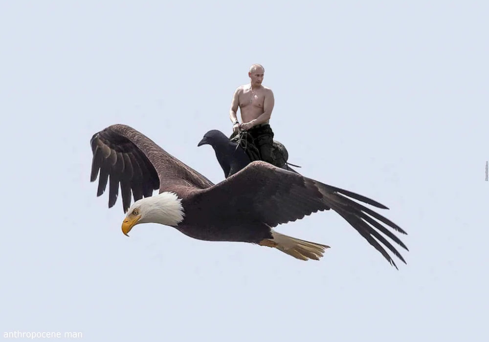 Habicht Berkut