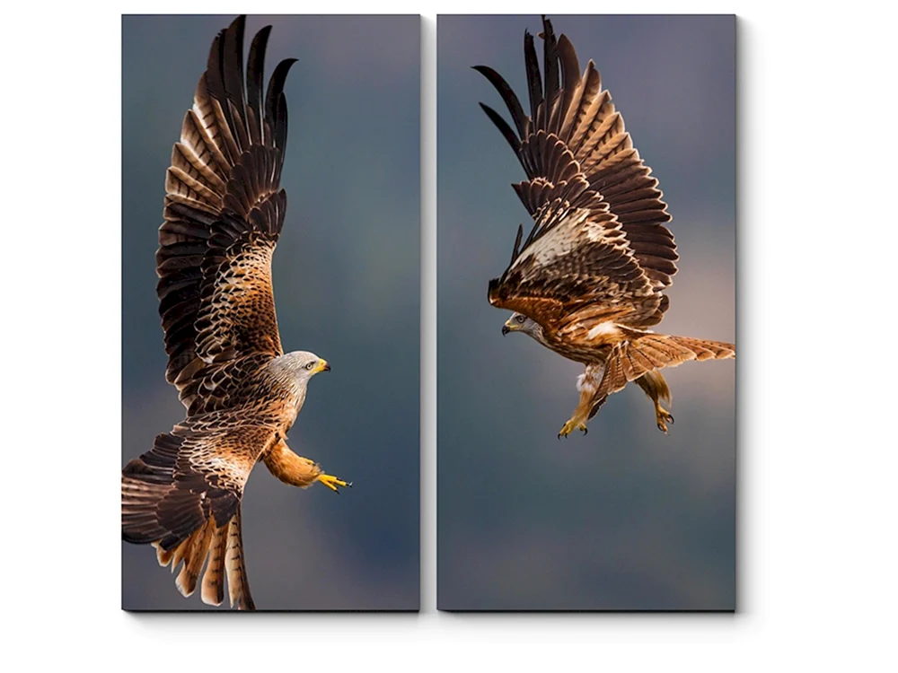 Falke Wanderfalke Wanderfalke Korshun Habicht