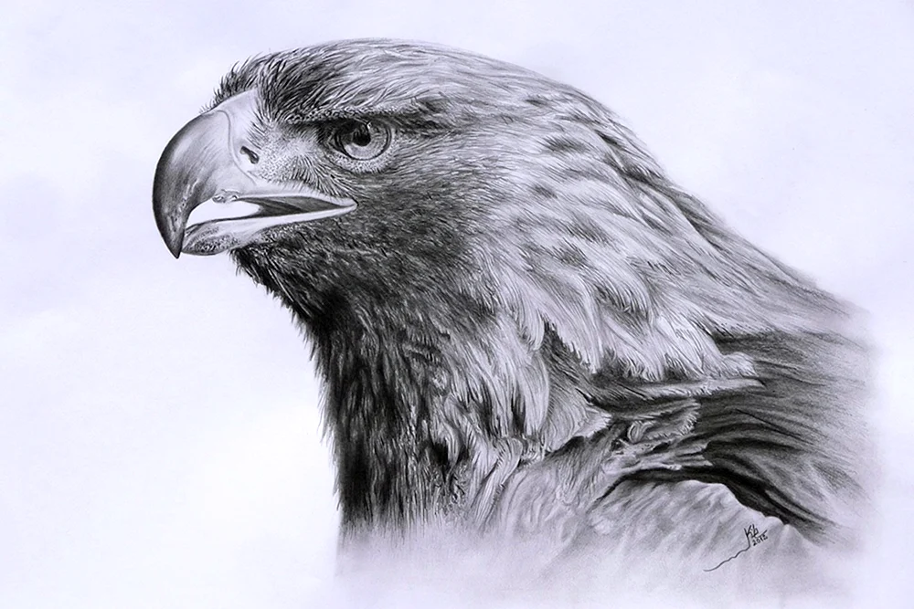 Adler Bleistiftzeichnung