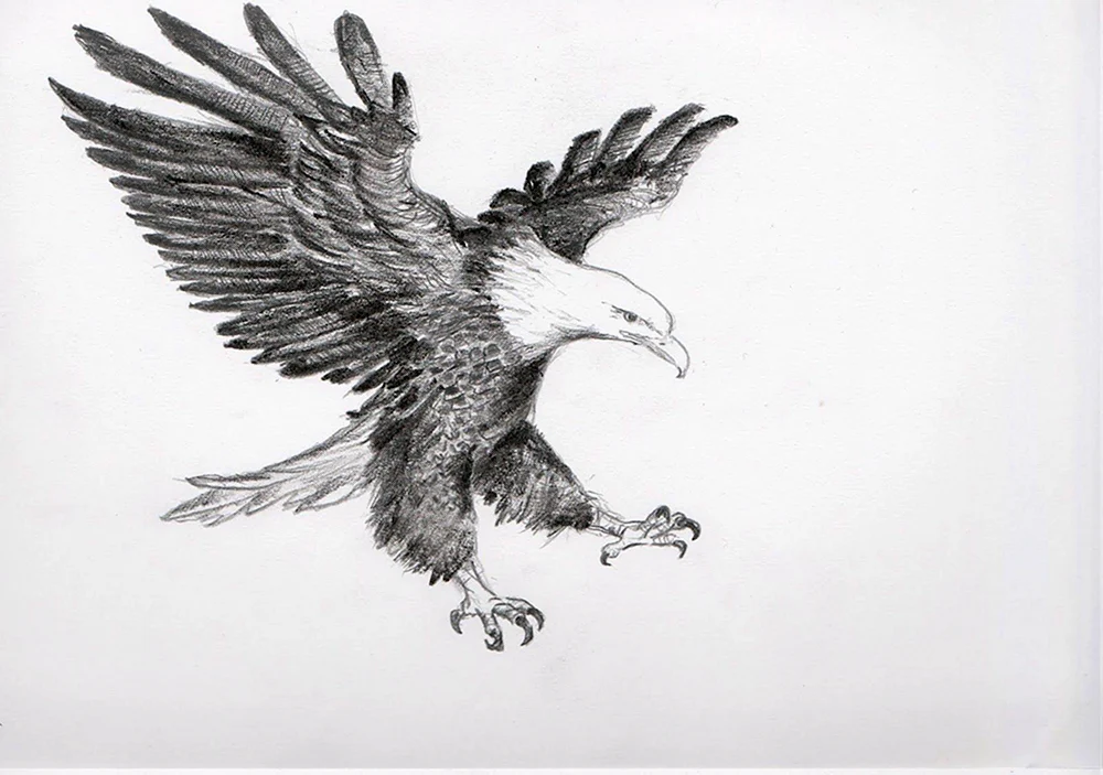 Adler Bleistiftzeichnung