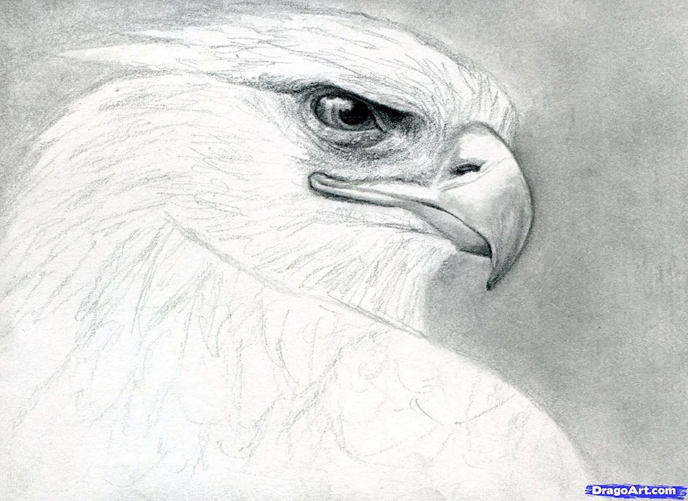 Harfer Vogel Tattoo