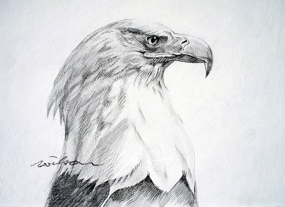 Adler Zeichnung