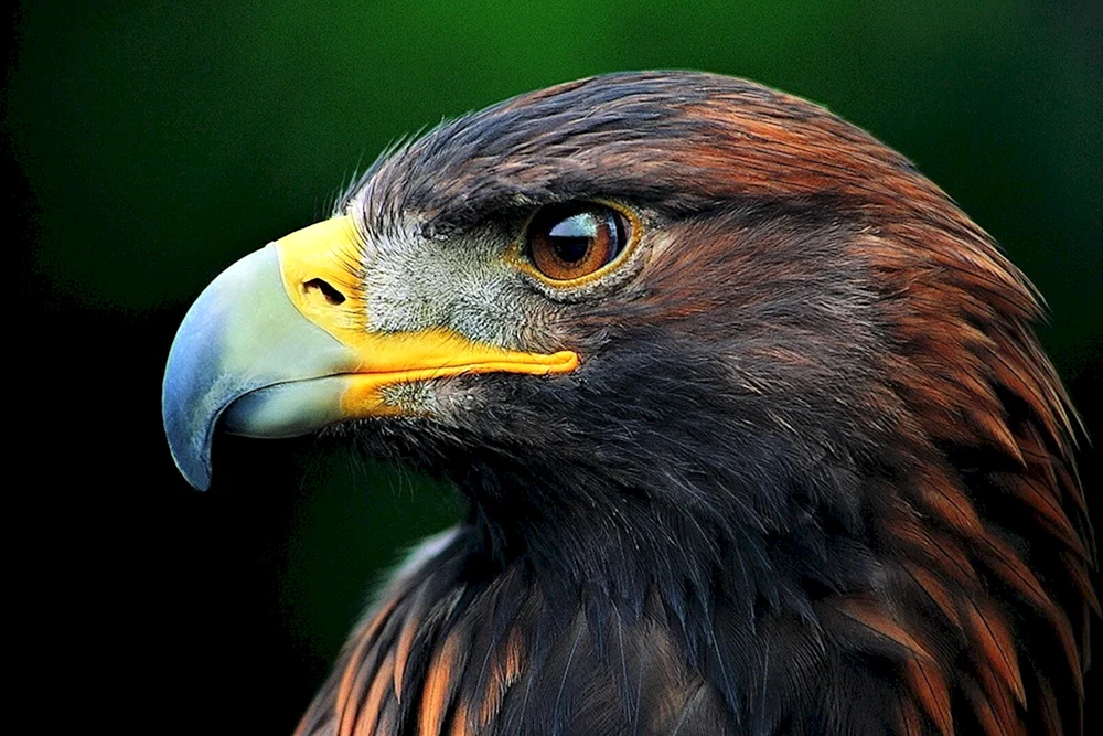 Weißkopf-Steinadler