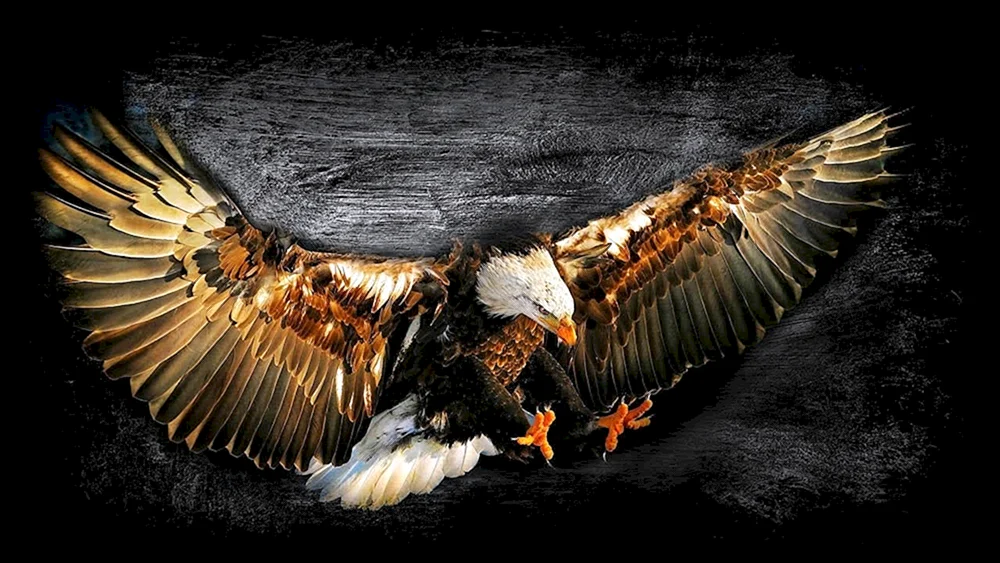 Adler auf schwarzem Hintergrund