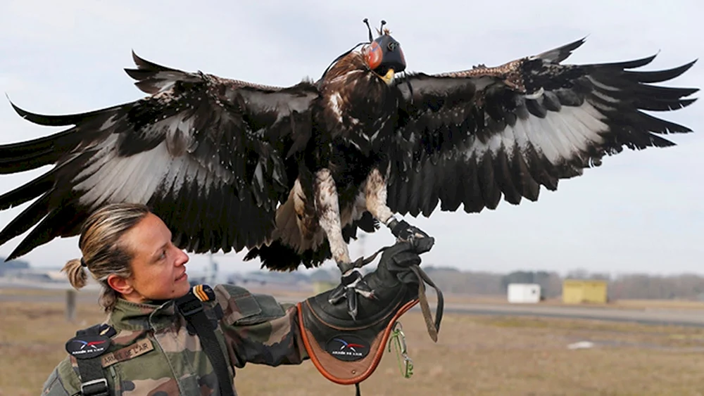 Adler und Krähe