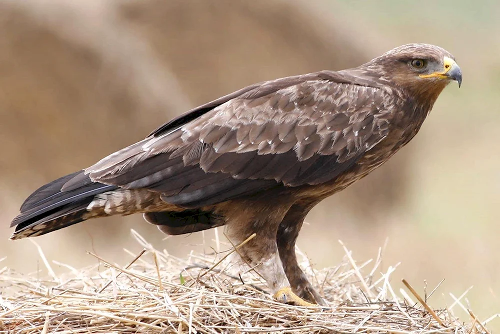 Schreiadler