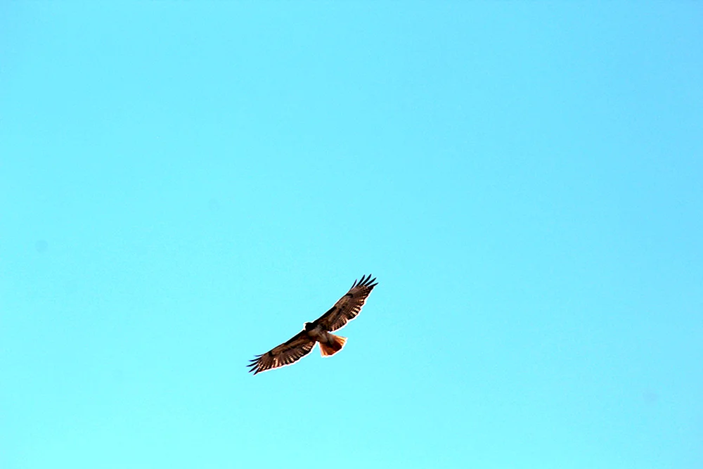 Wanderfalke im Flug
