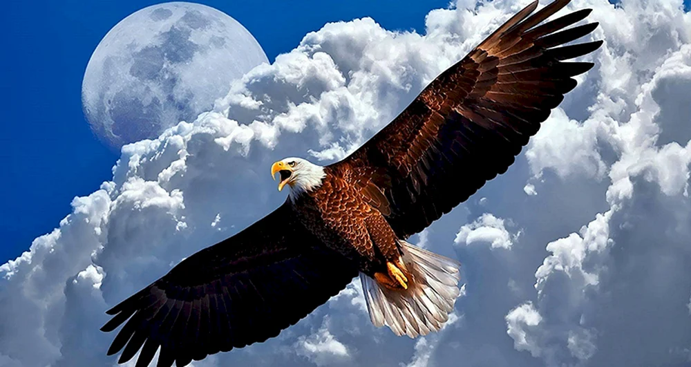 Adler im Flug