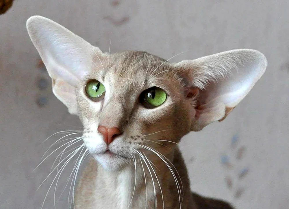 Orientalische Katze