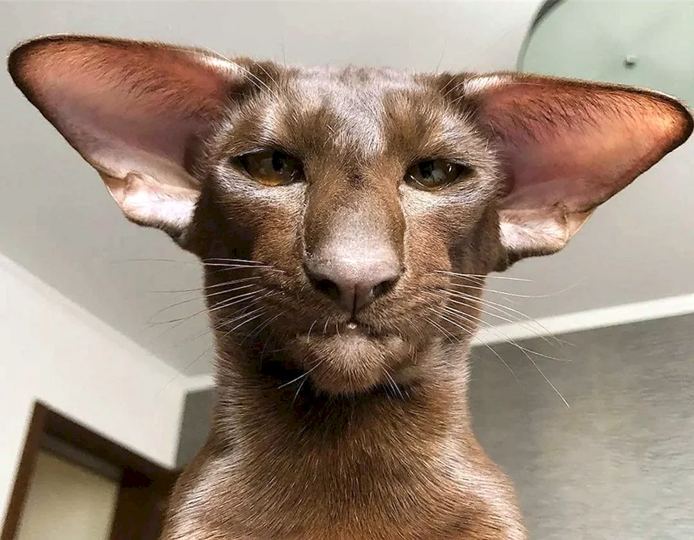 Orientalische Katze