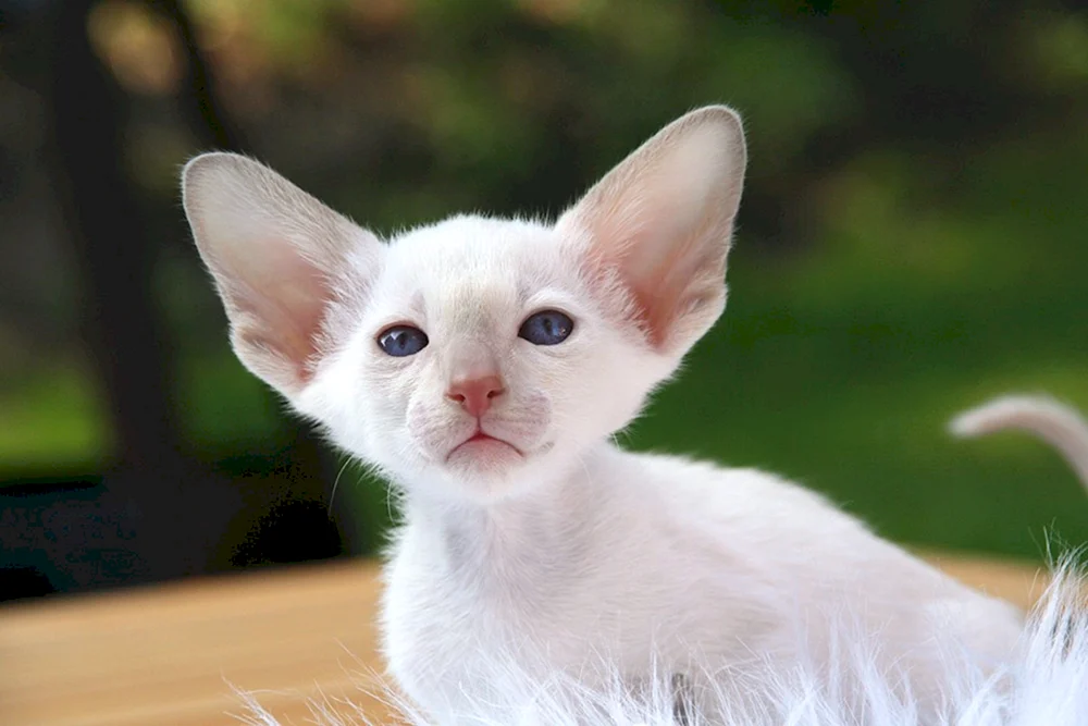 Orientalische Katze weiß