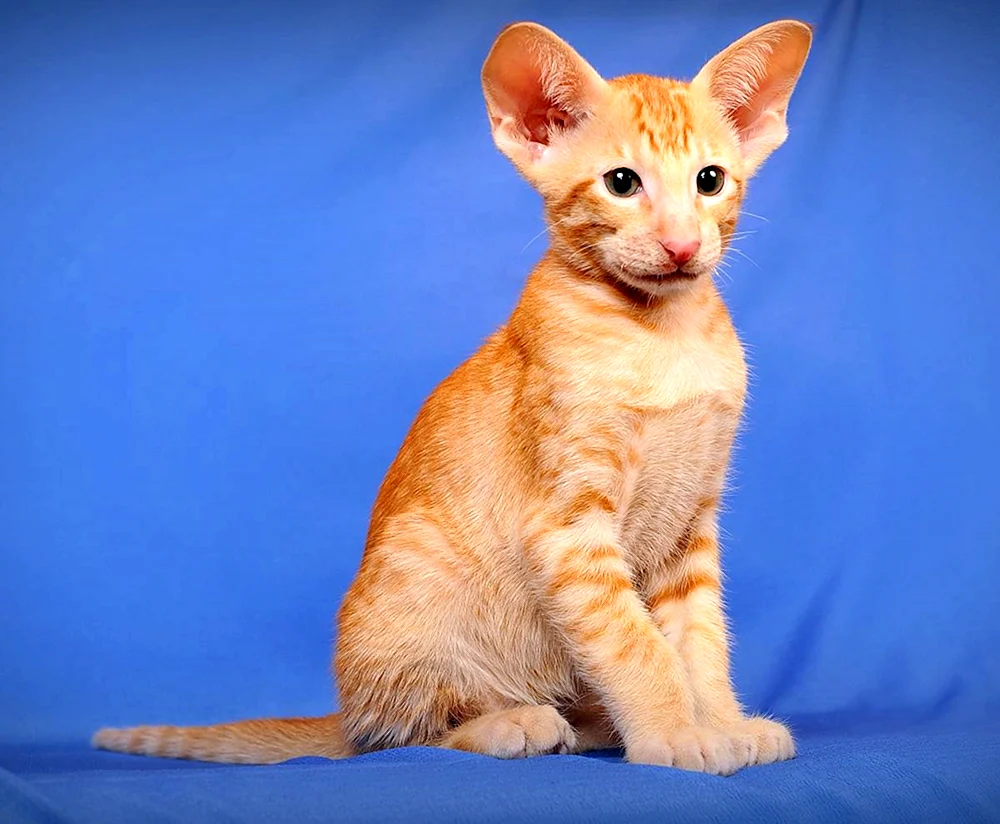 Orientalische Katze grau