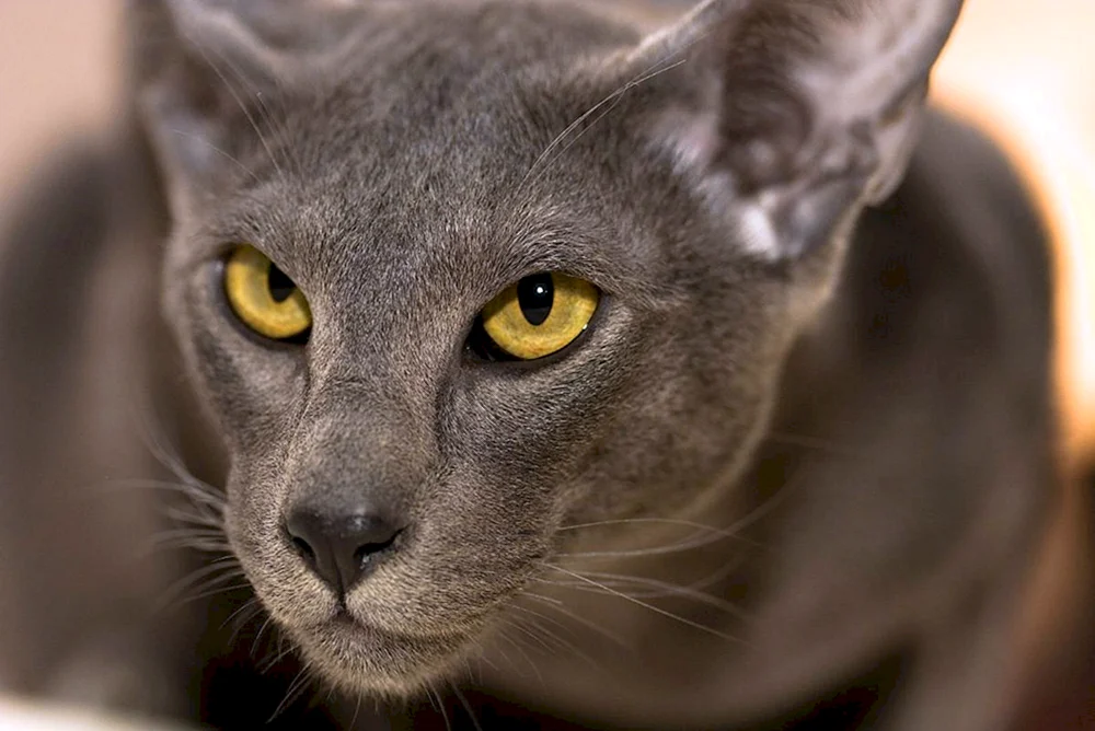 Orientalische Katze