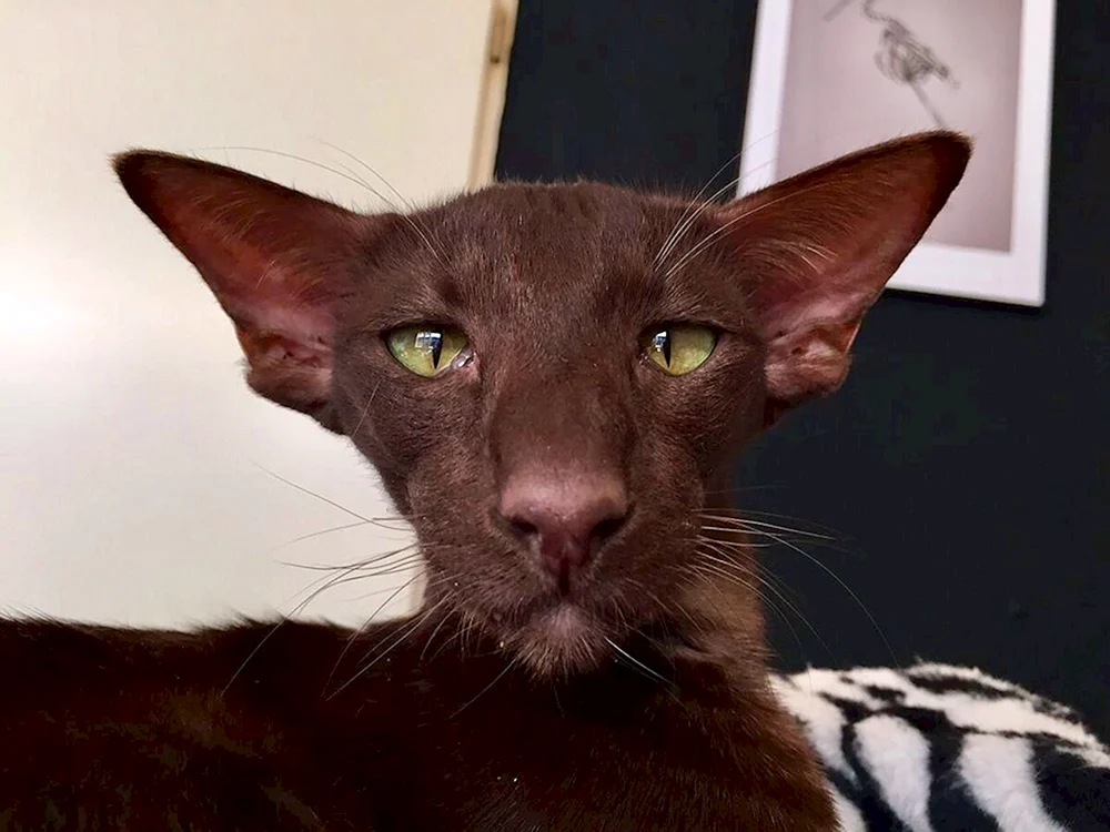 Orientalische Katze
