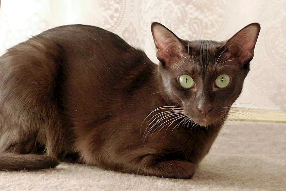 Oriental Havanna Brown