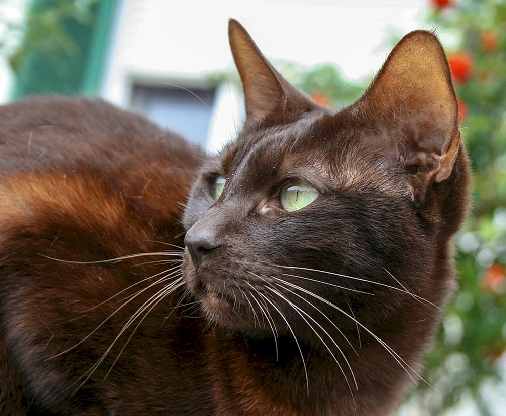 Schoko-Burmesische Katze