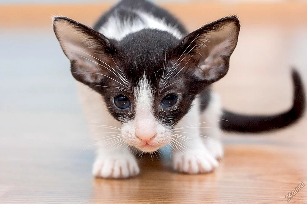 Orientalische Dobby Katze
