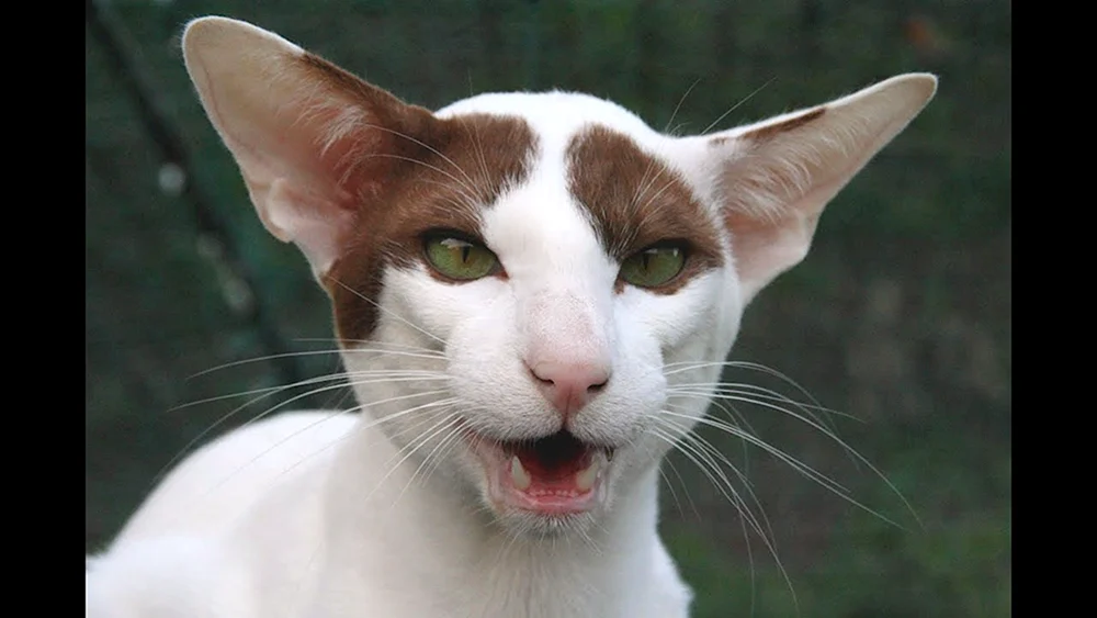 Orientalische Katze Georgische Katze