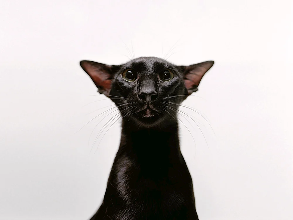 Georgische Orientalische Katzenrasse