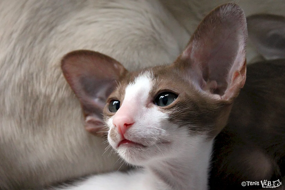 Orientalische Katze