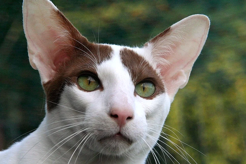 Schwarze Orientalische Katze
