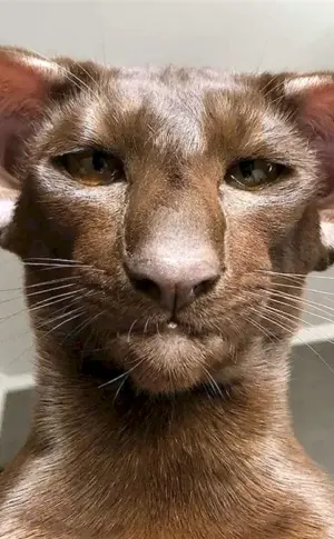 Orientalische Katze
