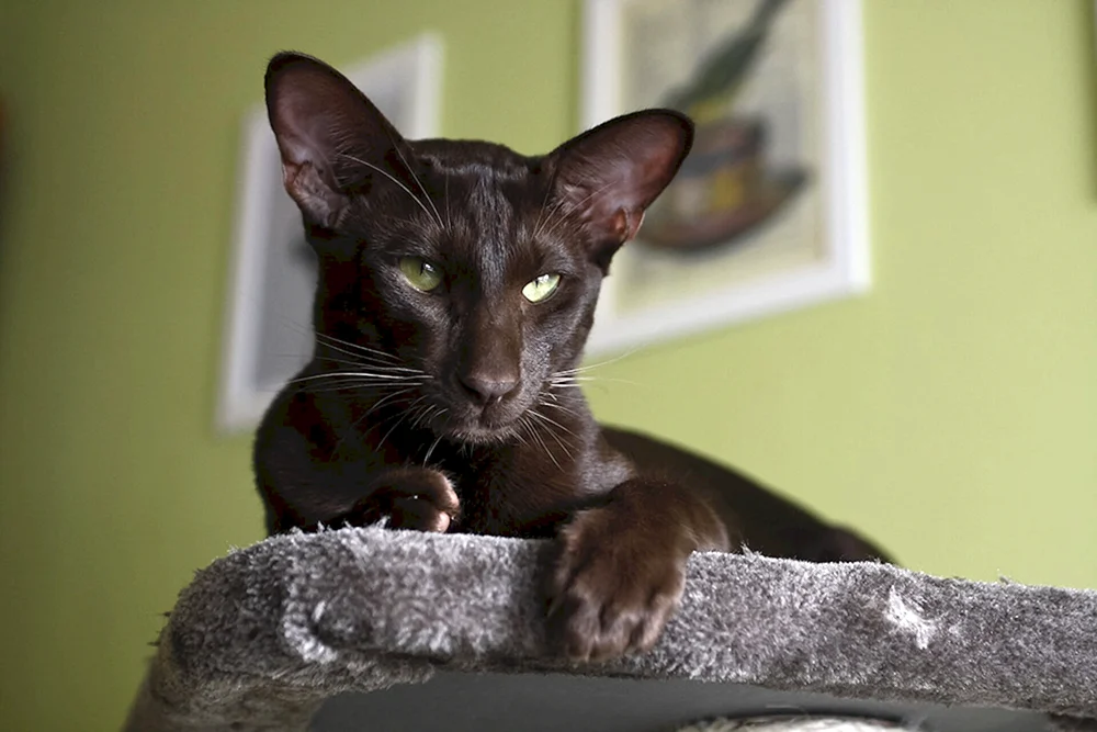Orientalische Katze