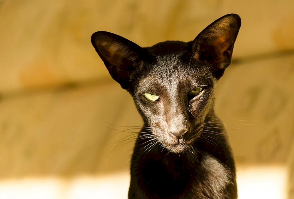 Orientalische Katze