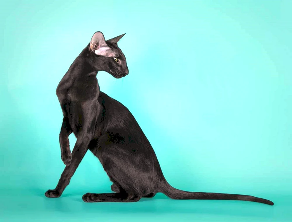 Orientalische Katze