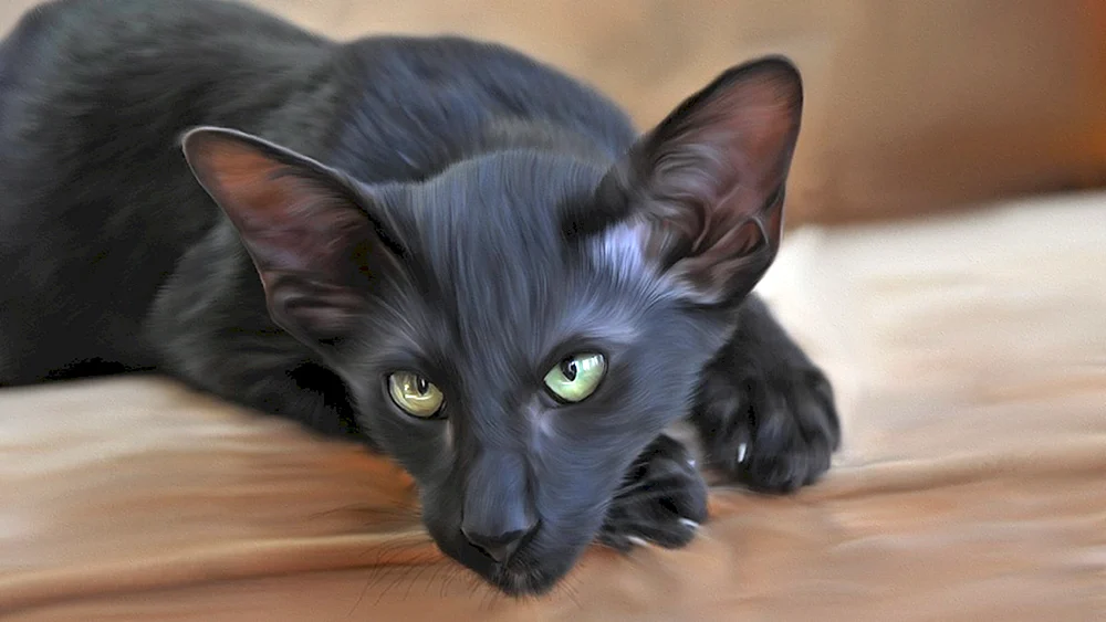 Orientalische Katze rot