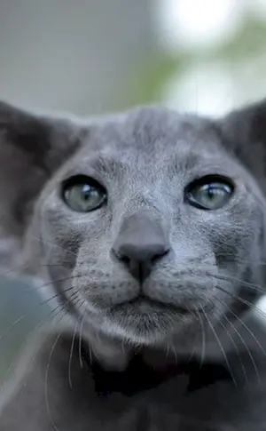 Orientalische Katze