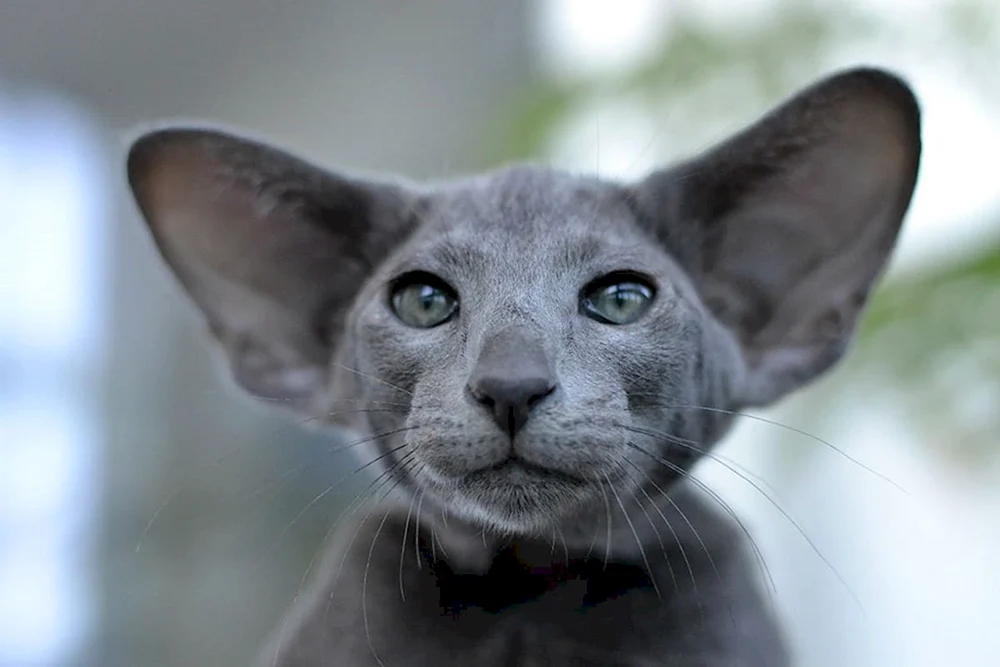Orientalische Katze