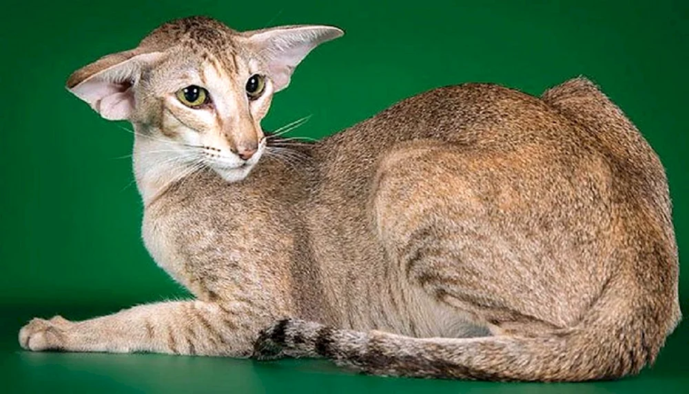Orientalische Katze