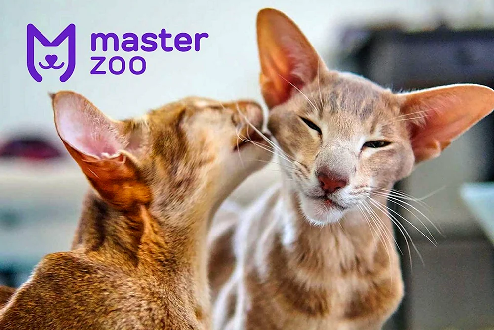 Orientalische Katze