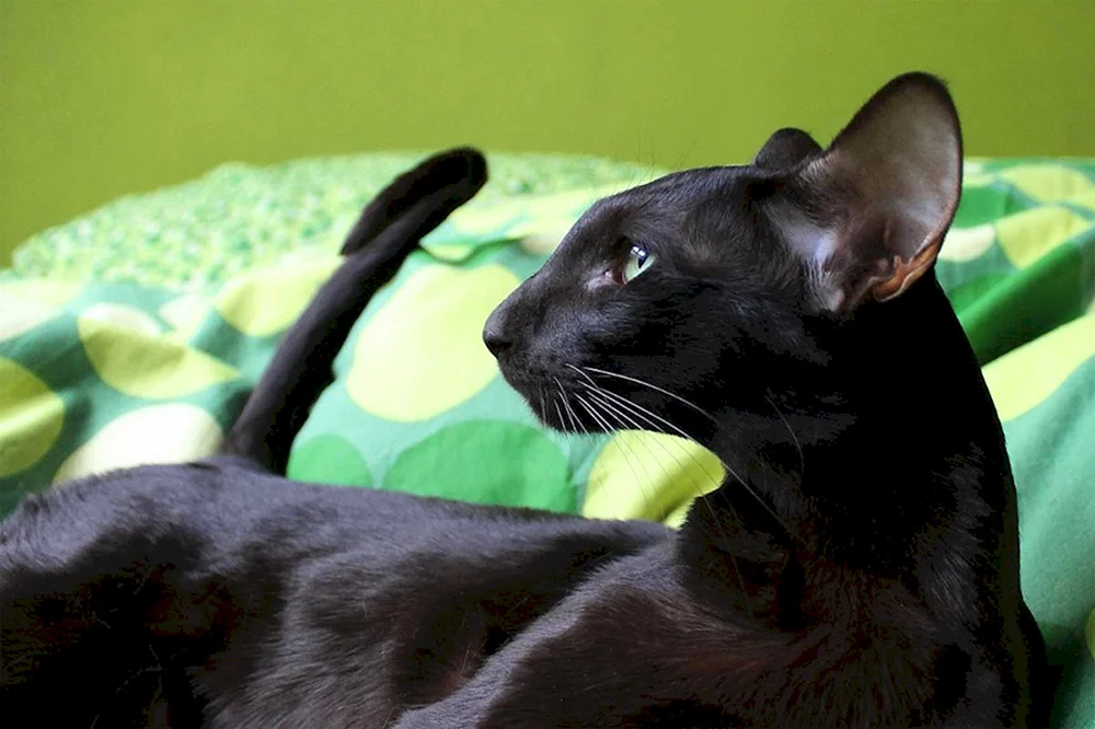Orientalische Katze