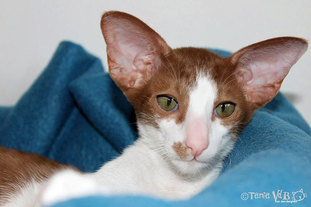 Orientalische Katze