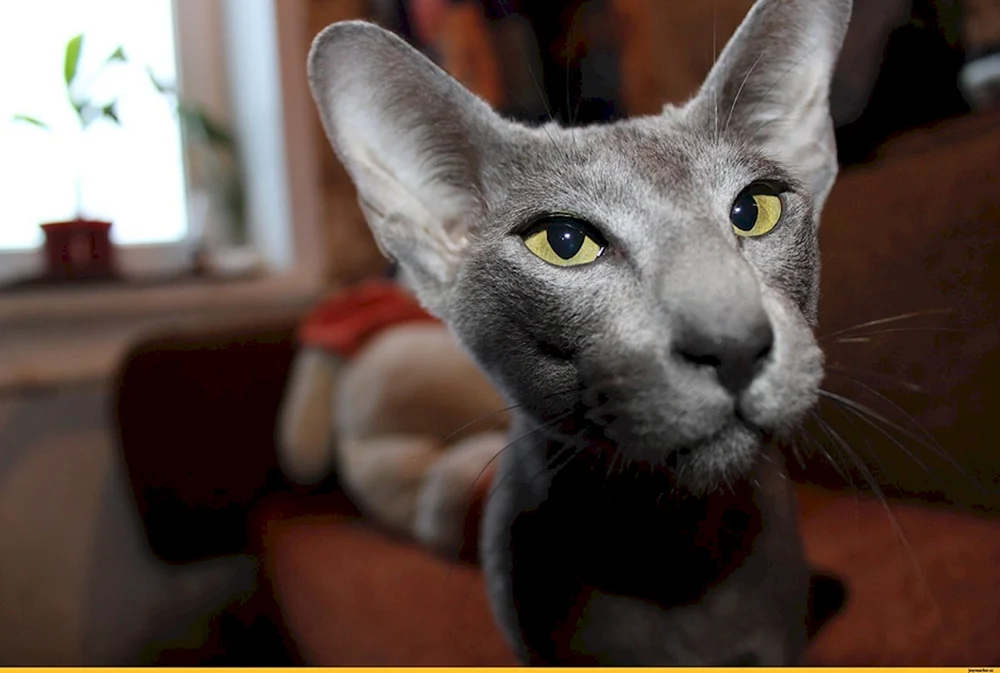 Orientalische Katze