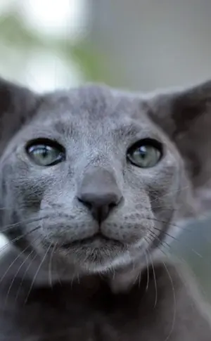 Orientalische Katze