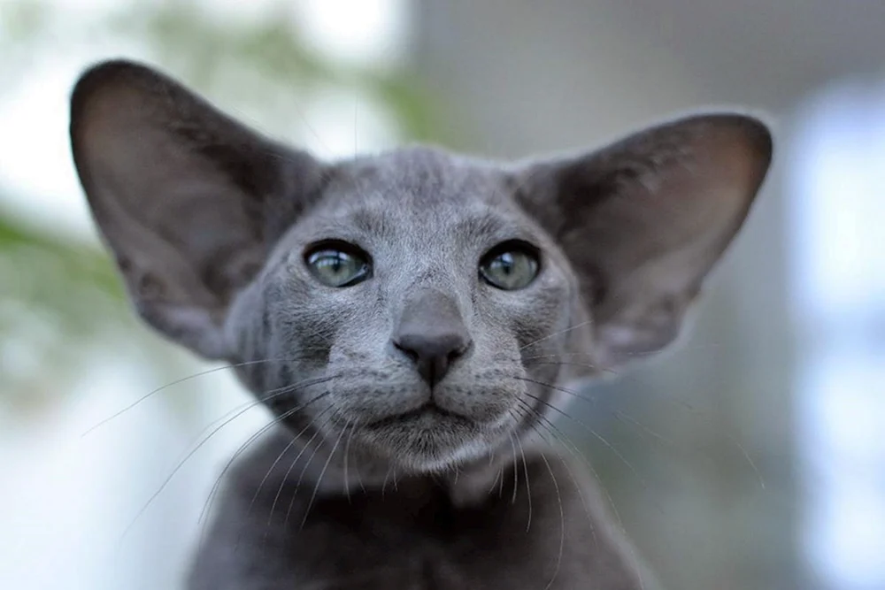 Orientalische Katze