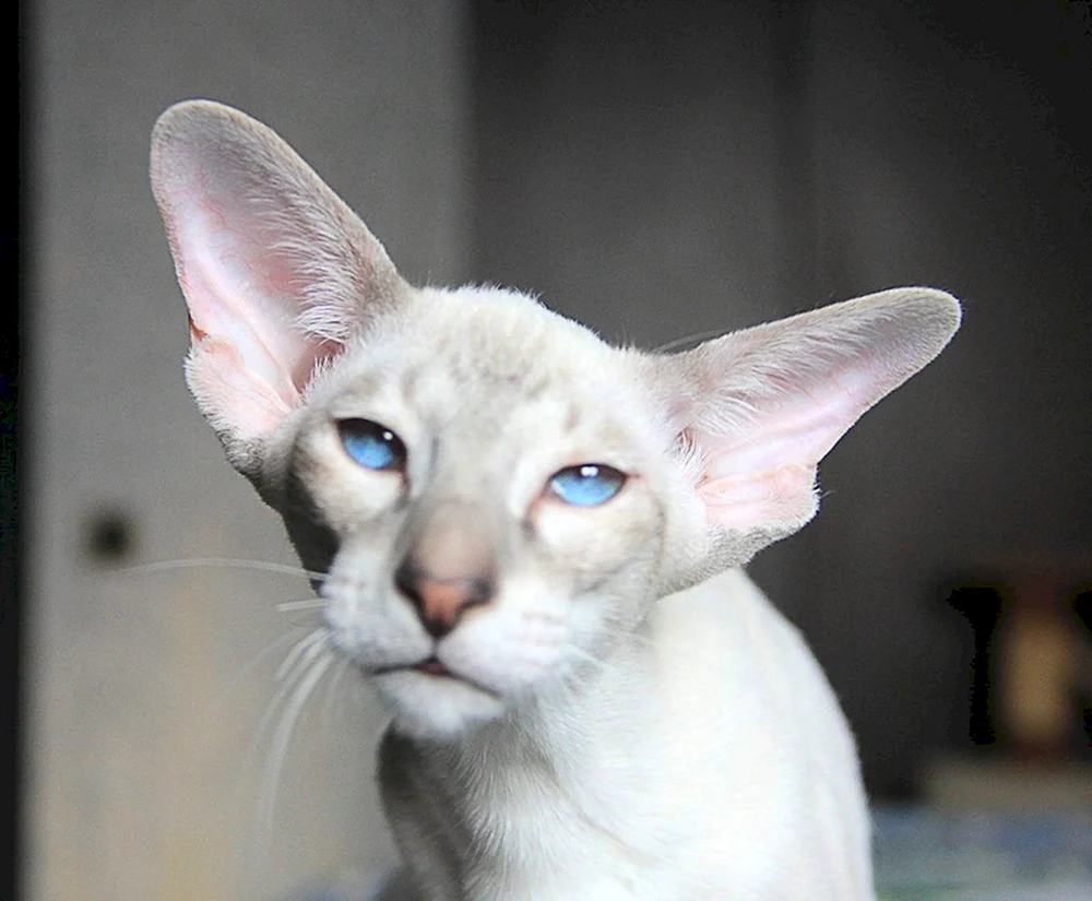 Orientalische Katze