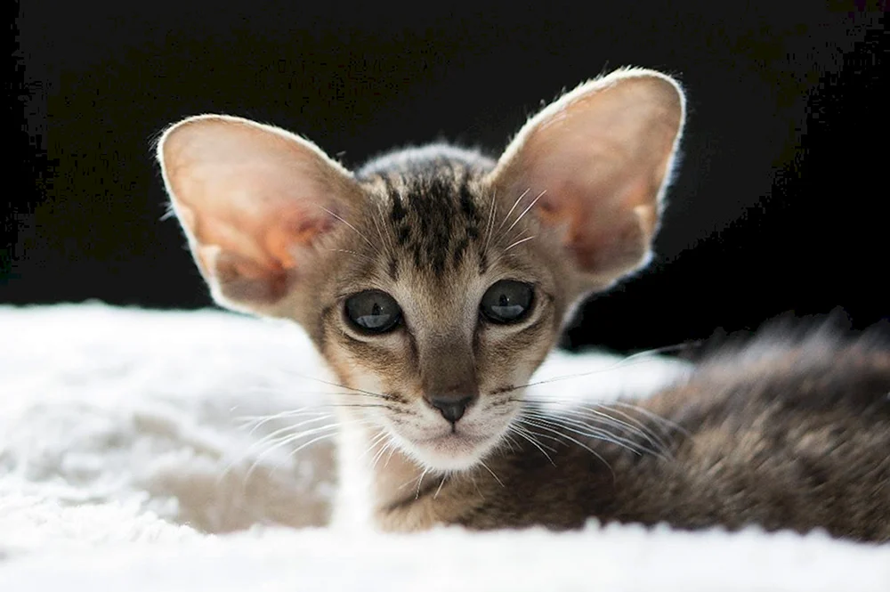 Orientalische Katzenrassen Orientalische Katze