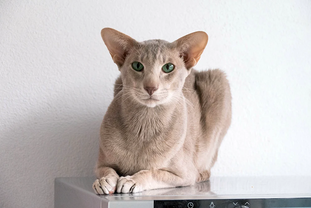 Orientalische Katzenrasse