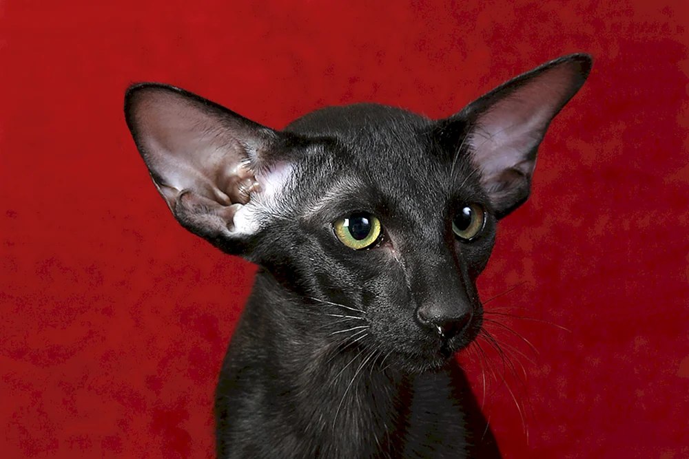 Schwarze orientalische Katze