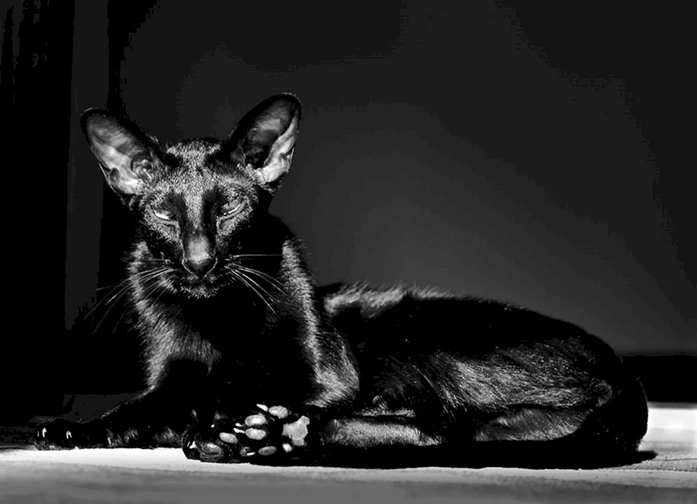 Ostorientalische Katze