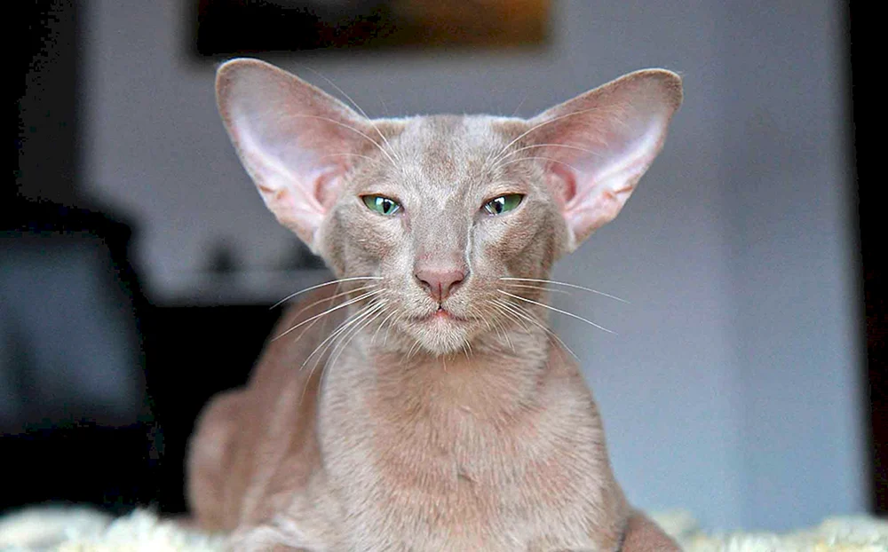 Orientalische Katzenrasse