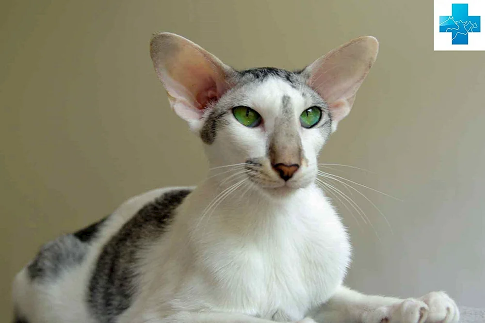 Orientalische Katze