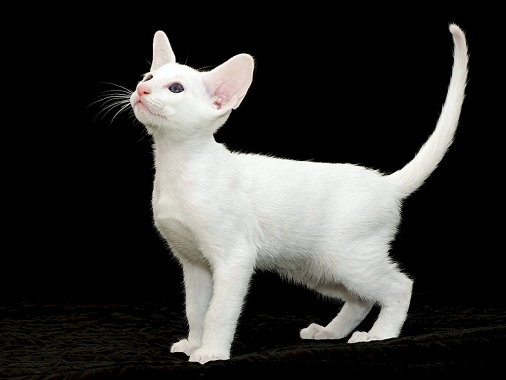 Albino Katze