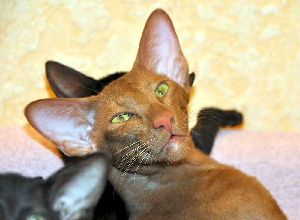 Orientalische Katze
