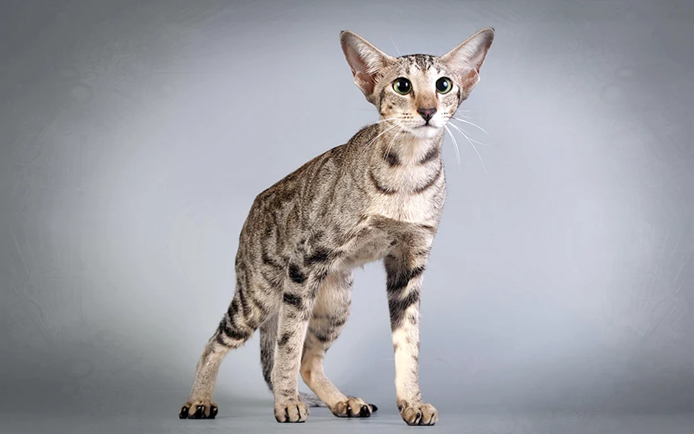 Orientalische Serengeti