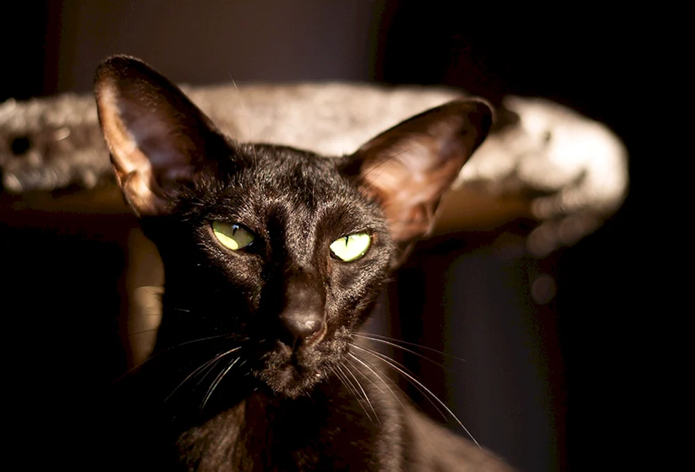 Britische Bombay Katze